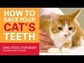 How to Save Your Cat's Teeth