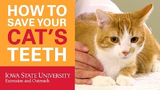 How to Save Your Cat's Teeth