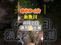集えホタルイカハンター!決戦は下弦の月#ホタルイカ #糸魚川ホタルイカ #糸魚川