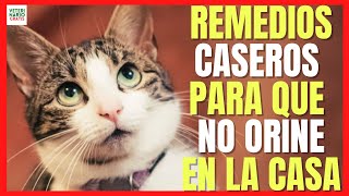 ✅ HOME REMEDIES SO THAT THE CAT DOES NOT URINE IN THE HOUSE ✅ SOFA, MATTRESS...