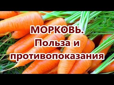 МОРКОВЬ. Польза и противопоказания. Как правильно употреблять морковь.