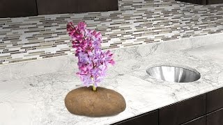 Put a lilac flower in potato and watch it grow! how to grow lilacs.
let me know what you want try next? the tree bush was fun po...