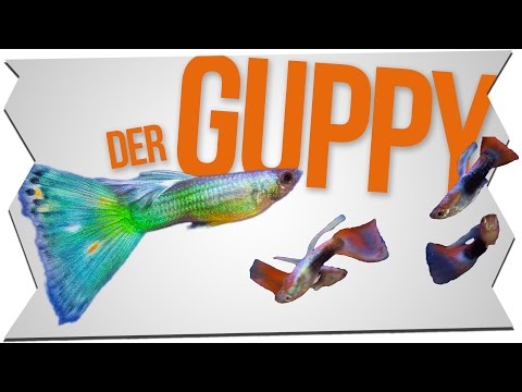 Video: Wie Man Guppys Hält