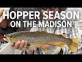 Hopper Season on the Madison