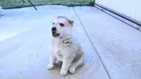 Husky Puppy
