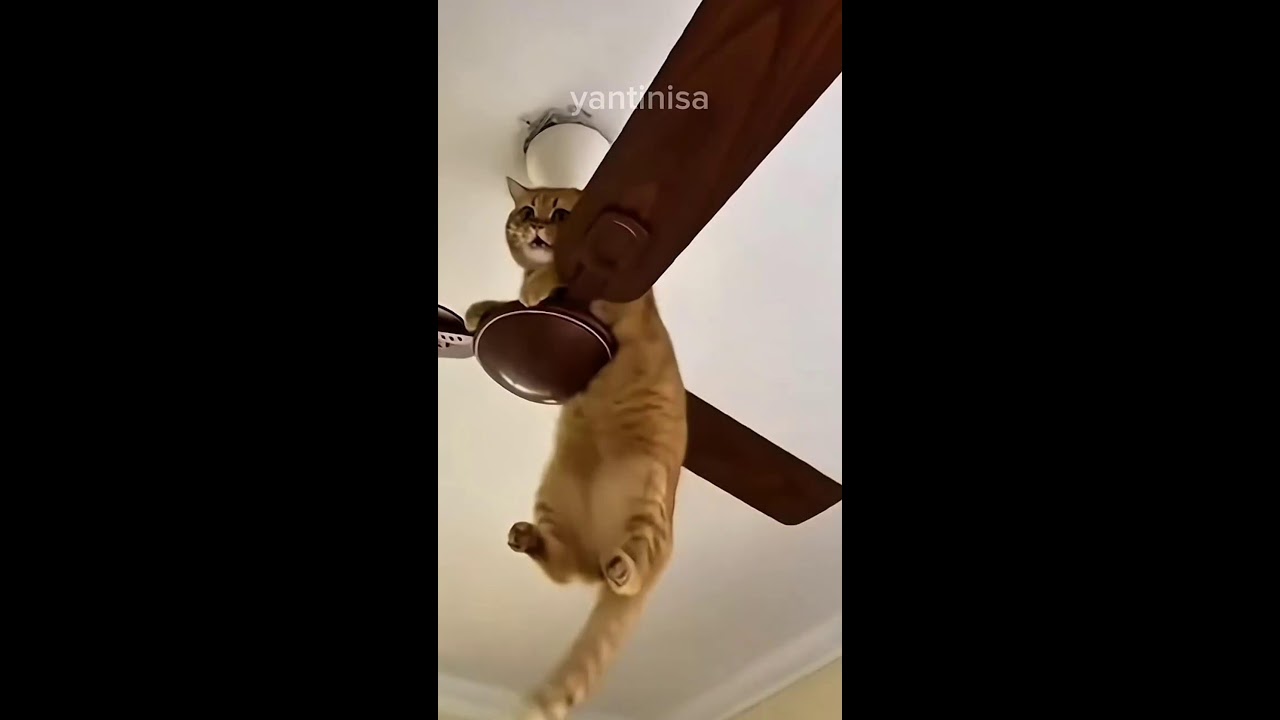 Funny cats 🐈  vs cute cats 🐈‍⬛ who wins ?