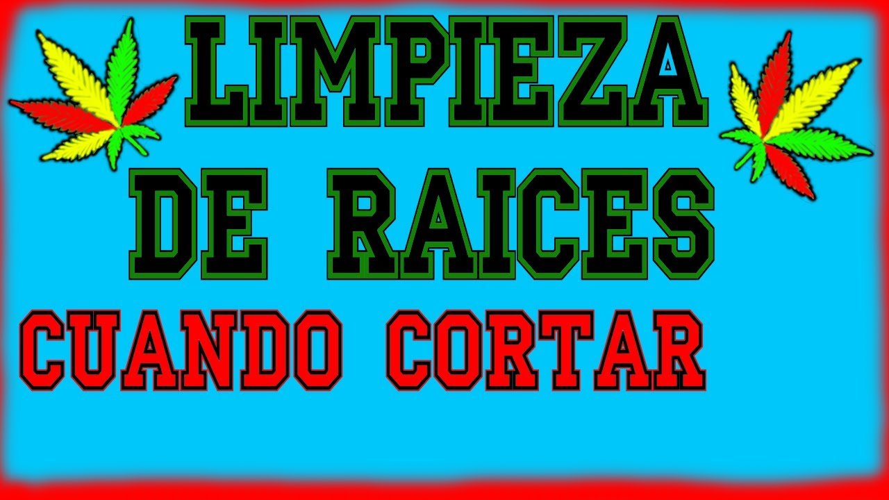 🍅8.Cuando cosechar Marihuana? Limpieza de raices (Season1 Seguimiento)
