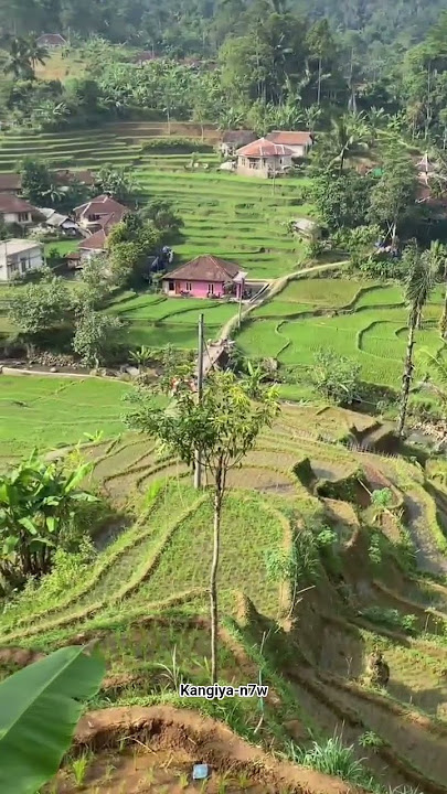 hangatnya sinar matahari pgi#shortvideo #pemandanganalamyangindah #sawah #fypシ゚viral