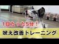 【吠え】1日5分の積み重ね!吠え改善トレーニング!