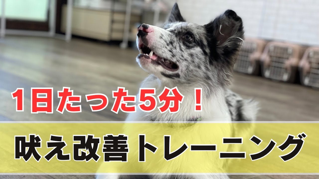【吠え】1日5分の積み重ね！吠え改善トレーニング！