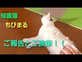 保護猫　ちびまる　ご報告とご挨拶！！