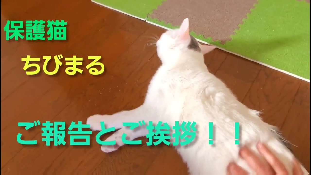 保護猫　ちびまる　ご報告とご挨拶！！