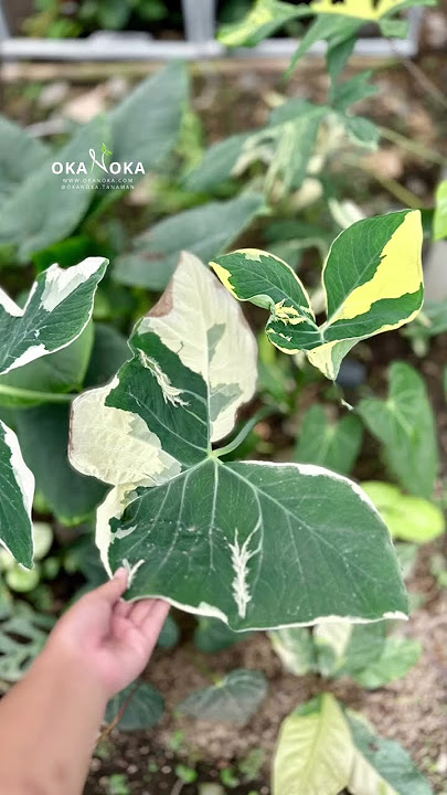 Xanthosoma Albo Marignata aka Alocasia Mickey Mouse | OKANOKA.COM | Selling Tropical Plants