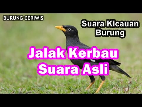 Suara Kicauan Burung Jalak Kebo Kerbau Asli Cocok Buat Masteran