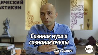 Олег Сунцов. Сознание мухи  и сознание пчелы?