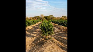 First Fruits at Liseli Farms