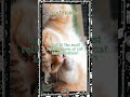 The Lifesaver You Didn't Know Your Cat Needed!