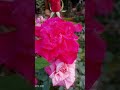 কারা যে ডাকিলো পিছে বসন্ত এসে গেছে...🥳❤️🌻🌹 #foryou #flowers #mosros #flowerfarmer #villagelife