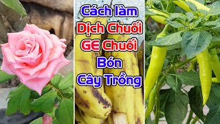 Cách làm dịch chuối và GE chuối bón cho cây trồng.