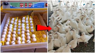 تفقيس بيض الحمام بالفقاسات الكهربائيه الاتوماتيك Pigeon eggs hatched automatic