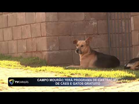 Campo Mourão terá programa de castração de cães e gatos gratuito