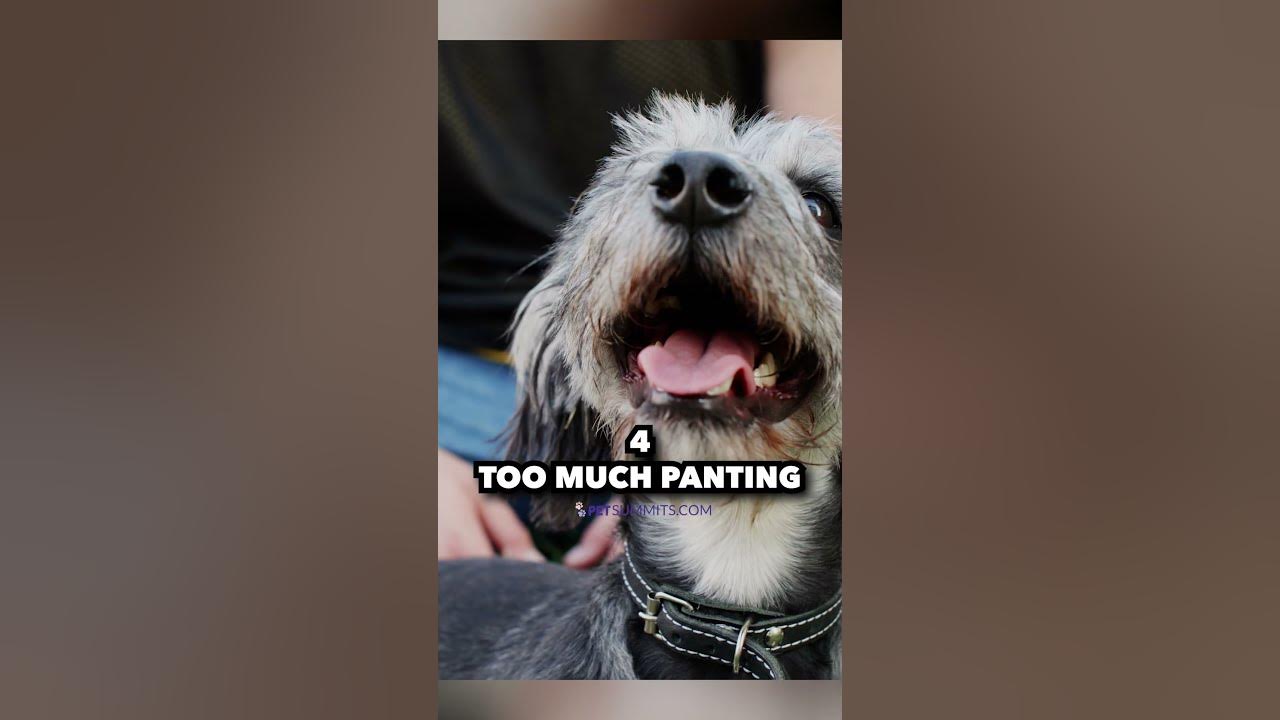 Clingy Dog — or Dog With Separation Anxiety?? YouTube