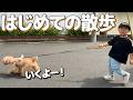 【散歩してる？されてる？】3歳児のはじめての散歩はおまかせあれ！｜トイプードル【てとてとしっぽ】