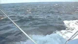 Tuna and Dolphin