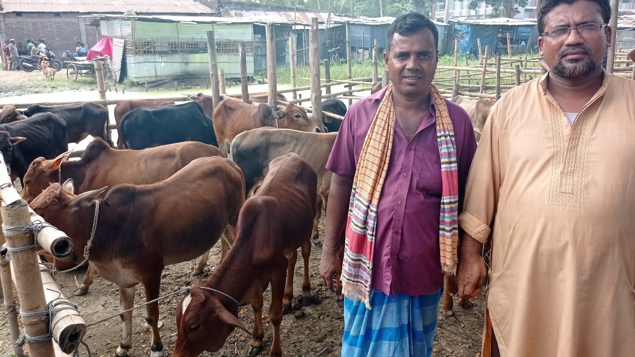 কতো নিলো??? ক্রয়কৃত গরুর দাম জানুন || আজগার ভাই কতো টাকা দরে ষাঁড় গরু