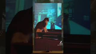 GATOS reaccionando a STRAY 😻😻❤️ screenshot 1