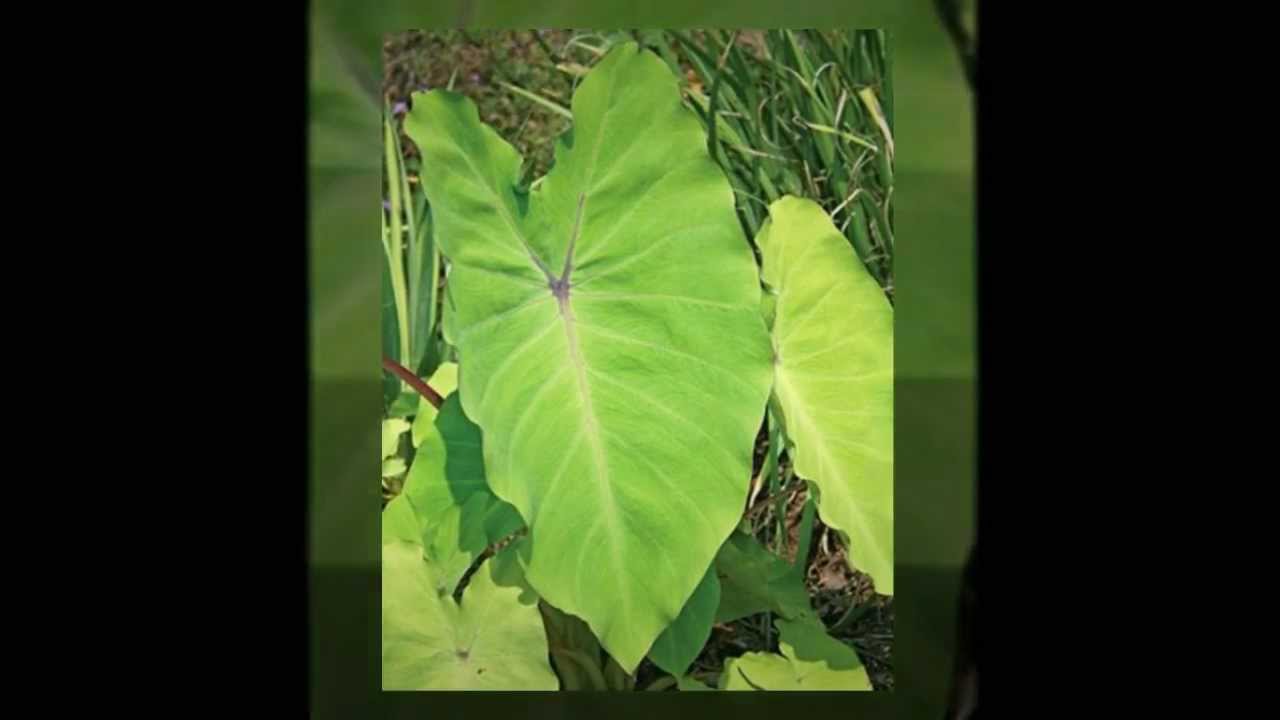 Incorporating Elephant Ears into Your Summer Garden