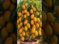 How to grow mango tree from mango fruit to produce lots of fruit #garden #satisfying #gardening