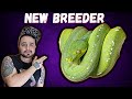 Meet Our New Green Tree Python Breeder!