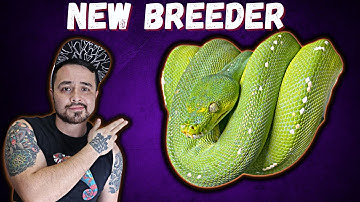 Meet Our New Green Tree Python Breeder!