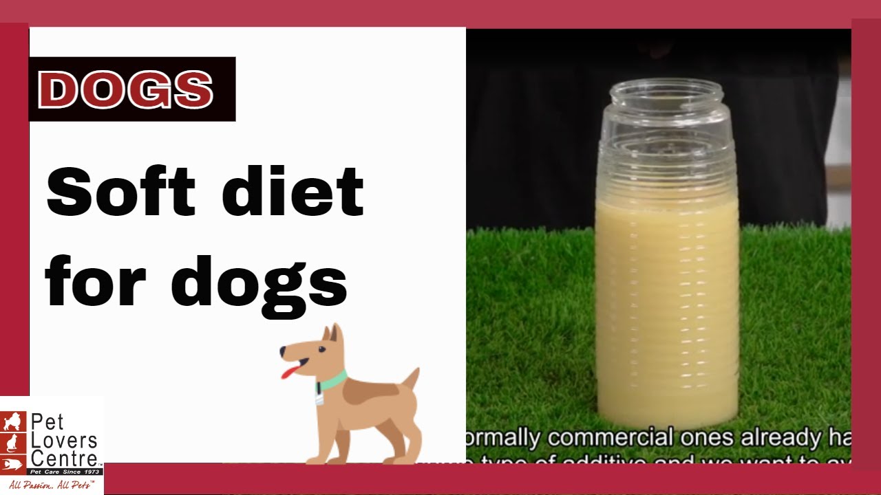 DOGS Soft diet for dogs YouTube
