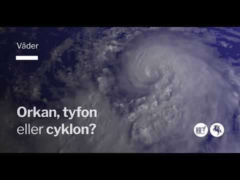 Video: Fordrevne Orkan Irma Kæledyr Finder Sikre Havne Nordpå