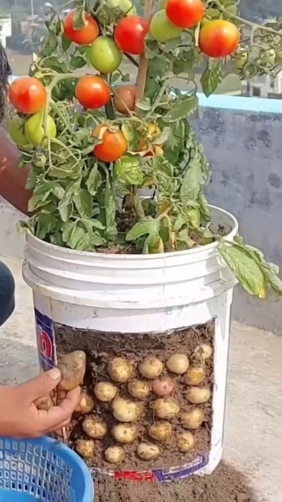 Menggabungkan Tanaman Kentang dan Tomat #grafting #pertanian #teknologi