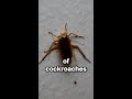 How to beat your fear of cockroaches #shorts