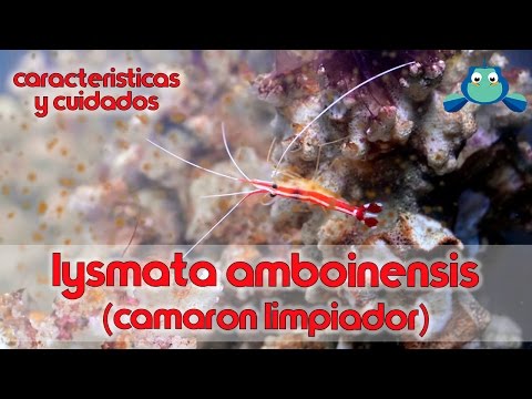 Video: ¿Ayudarán los camarones limpiadores con ich?