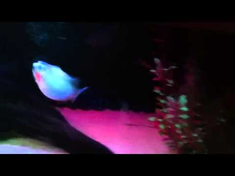 Red belly piranha eating chicken
