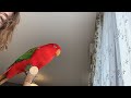 Red birb🍅livestreaming