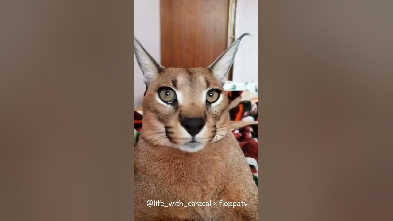 Floppa Max is Surprised : Caracal #shorts - YouTube