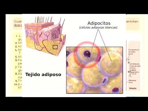 Proyecto Digestión, movilización y transporte de grasas BIOQUIMICA METABOLICA EQUIPO #1