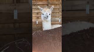 Cutting Alpaca Teeth and Hair