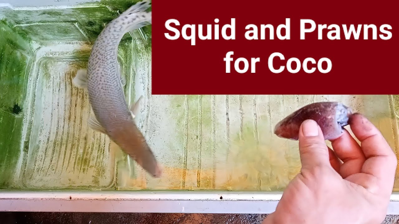 Feeding my ALLIGATOR GAR 