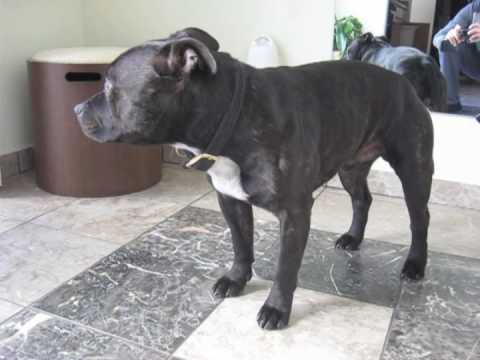 staffordshire bull terrier vs rottweiler rottweiler vs staffordshire bull terrier doovi staffordshire bull terrier vs rottweiler rottweiler vs staffordshire bull terrier doovi