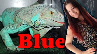 Blue 🔵 Mi iguana azul es una descarada. Consejos y tareas. 🐲 | daden Reptilera