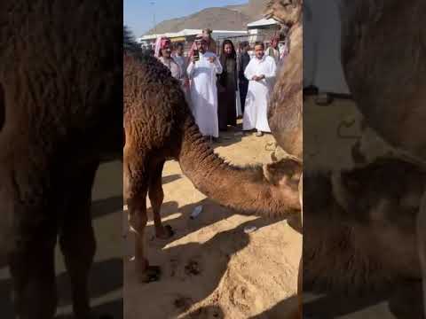 حراج الإبل في المدينه المنوره ماشاءالله الجوال علي بن راشد الرويثي