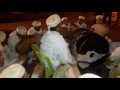 أحواش أيت إكلموسن الأربعاء تغدوين 