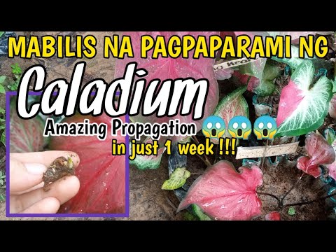 PAANO MAGPARAMI NG CALADIUM IN A WEEK (AMAZING)